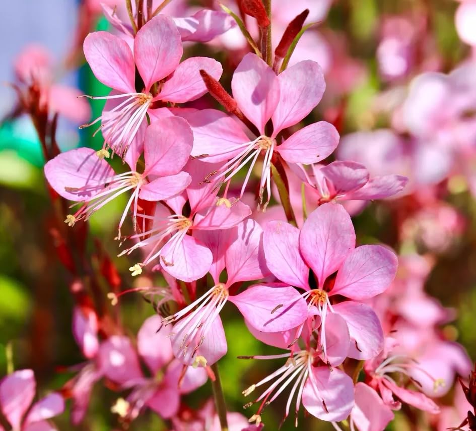 1 Pack of 30 SEEEDS Gaura Rose White