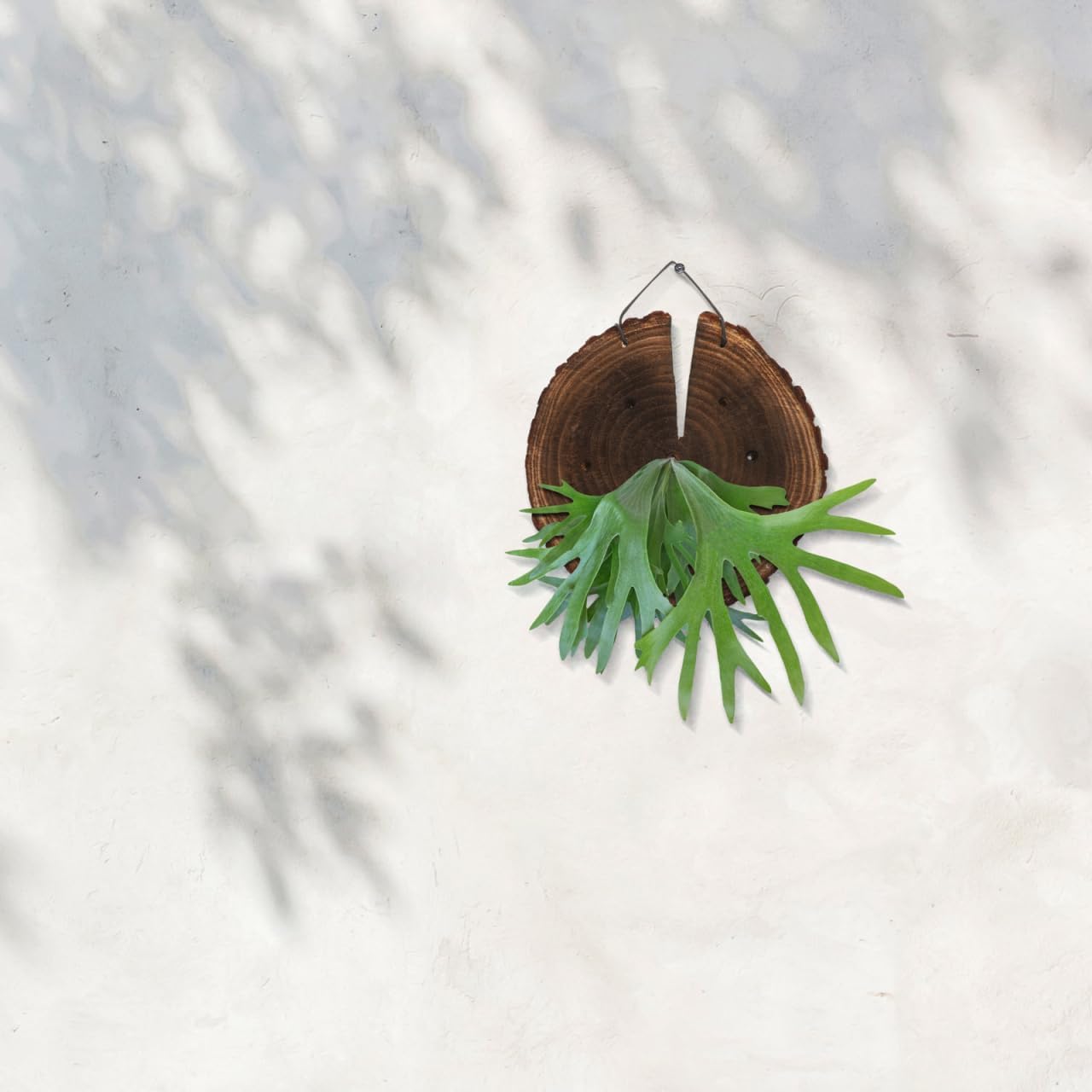 DOITOOL Staghorn Fern Mounting Board, Wood Hanging Wall Planter for Vertical Plant, Wall Hanging Board for Platycerium Orchids