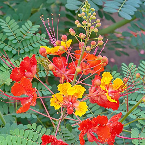 QAUZUY GARDEN 5 Red Mexican Bird of Paradise Seeds, Peacock Flower, Pride of Barbados, Flos Pavonis, Dwarf Poinciana Seeds - Attract Pollinators - Showy Flowering Shrub - Thumbnail 6