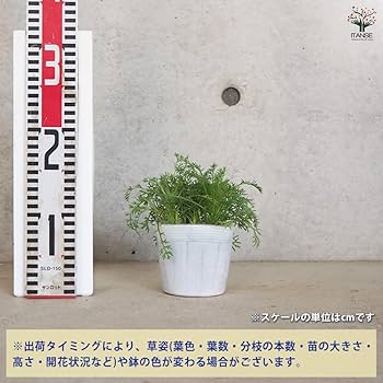 草の木、ホタルにて Amazon.co.jp: ITANSE コツラ バルバータ(バルバラータ