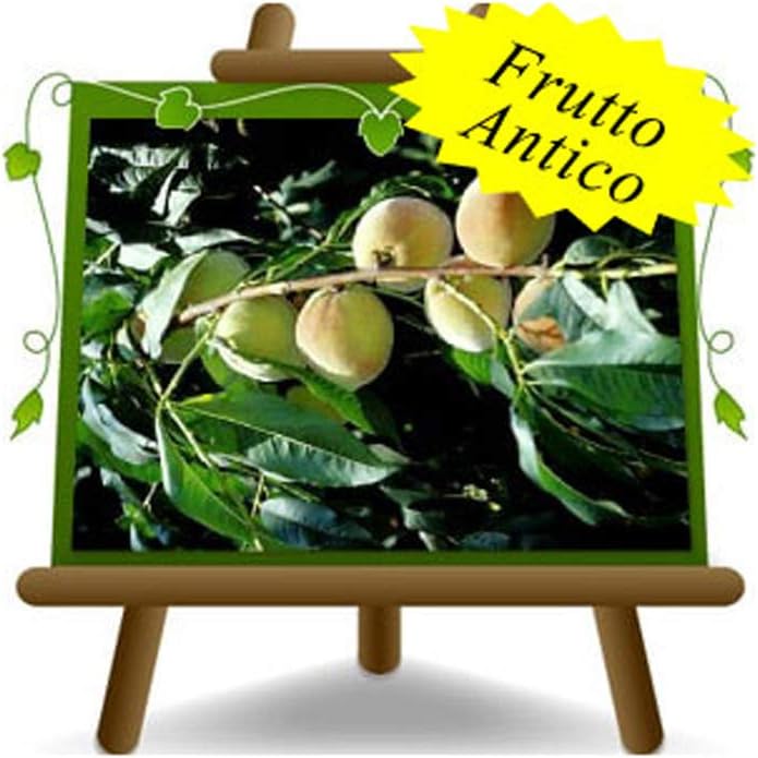 Fico Reale In Vaso 26 Cm - Pianta Da Frutto Antica, Alto Fino A 200 Cm, 4 Anni - Foto 7