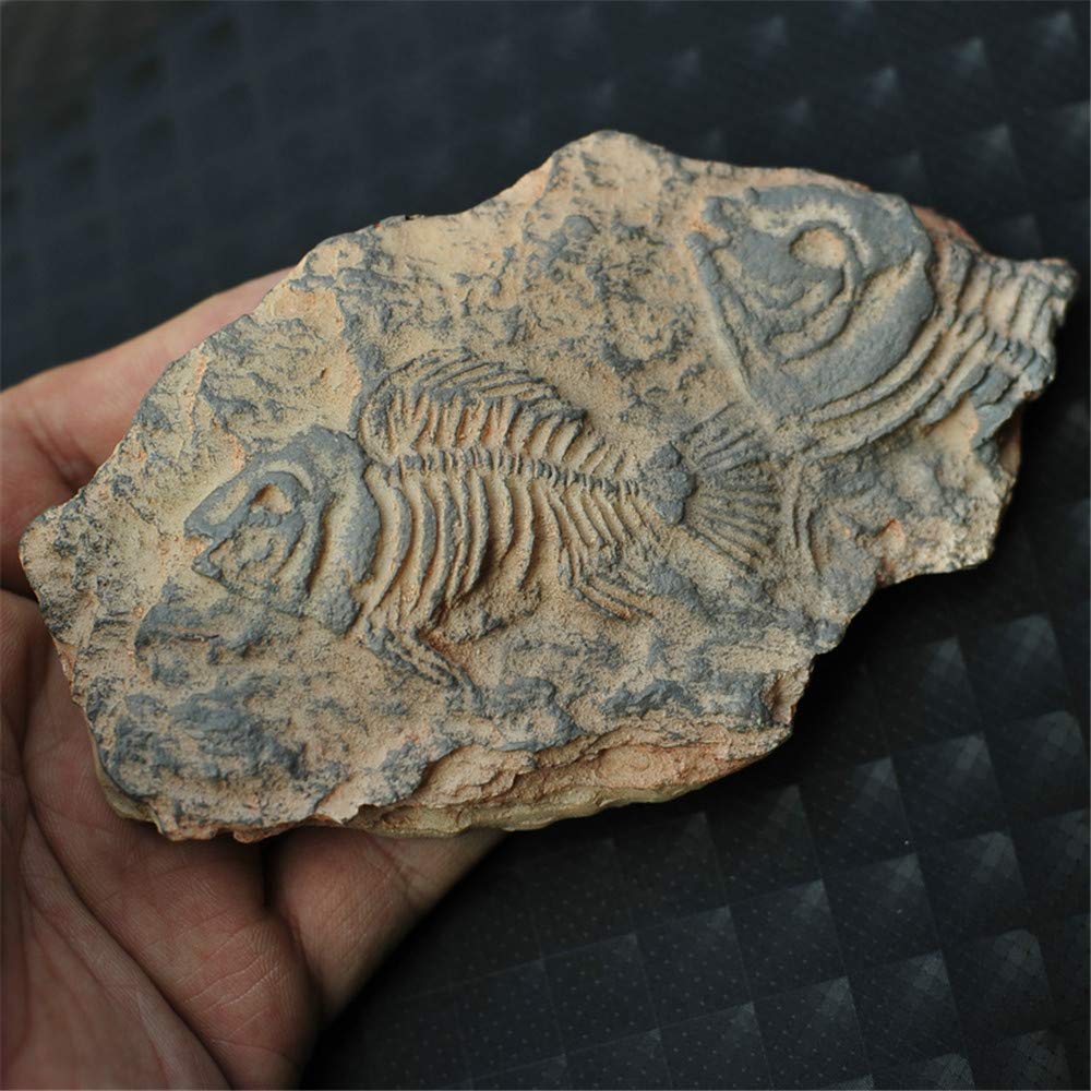 Roskio Refrigerator Magnets Fun Pisces Fossil Fridge Magnet for Office Kitchen Whiteboard Map Notes Calendar Toy Decor