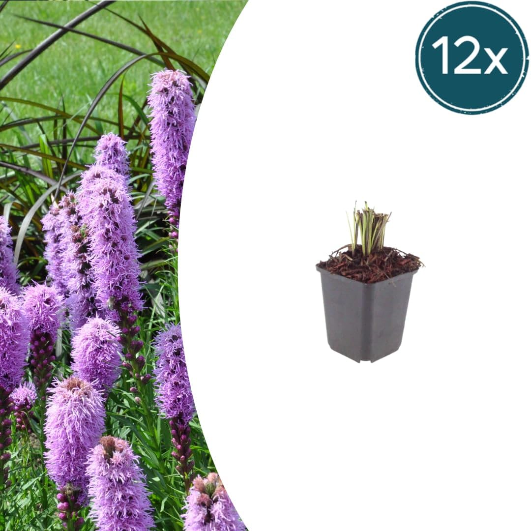 Liatris spicata przepiękna papryka, 24 rośliny, Ø 9 cm, wysokość 10-25 cm | Lato kwitnąca bylina, na grządki, do ogrodu preriowego, do sadzenia przyjaznego dla owadów