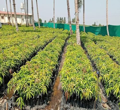 Image of inchNoorjahan Mango Plant Grafted inch Outdoor Hybrid Mango Tree (Height 2-2.5 Feet), Large Fruits Of Approximately 3 To 4 Kg Live Fruit Plant For Home Garden