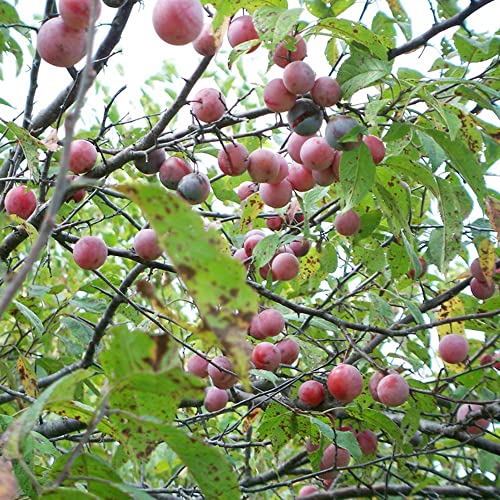 Qauzuy Garden 100 Wild American Plum Seeds (Prunus Americana) - Non-Gmo Fruit Seeds - Perennial Native Fruit Tree Seeds - Tasty Fruit & Good For Wildlife #TOP6
