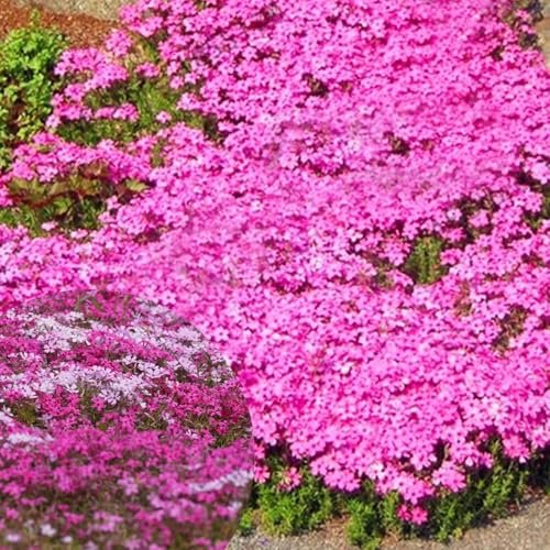 Vivaces résistantes à l'hiver, plusieurs couleurs thym, facile à entretenir, merveilles couvre-sol aromatiques pour jardin et balcon (rose)