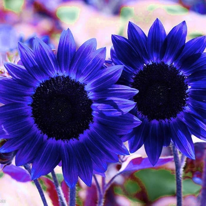 25+Exotic Rare Sunflower Flowers Seeds for Planting-Non GMO Heirloom Sun Flowers Plants for Small Garden Border Pots and Containers