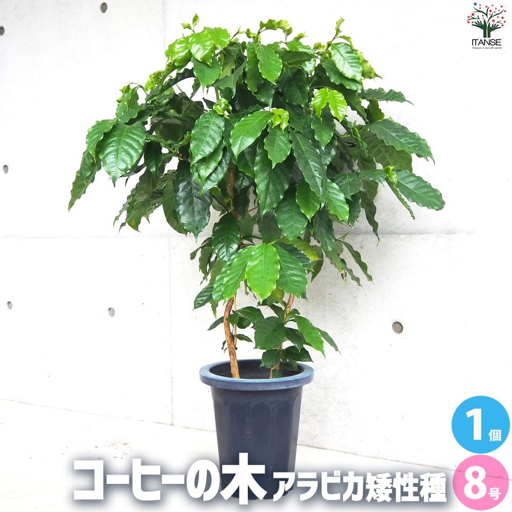 特大 コーヒーの木 アラビカ種 ✨艶々葉っぱ癒し