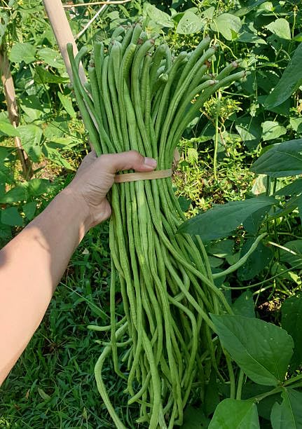 Yard Long Pole Bean Seeds for Planting - 100+ Seeds Heirloom Non-GMO Snake Beans Asparagus Beans Oriental Long Beans Vigorous Climber for Trellises & Gardens