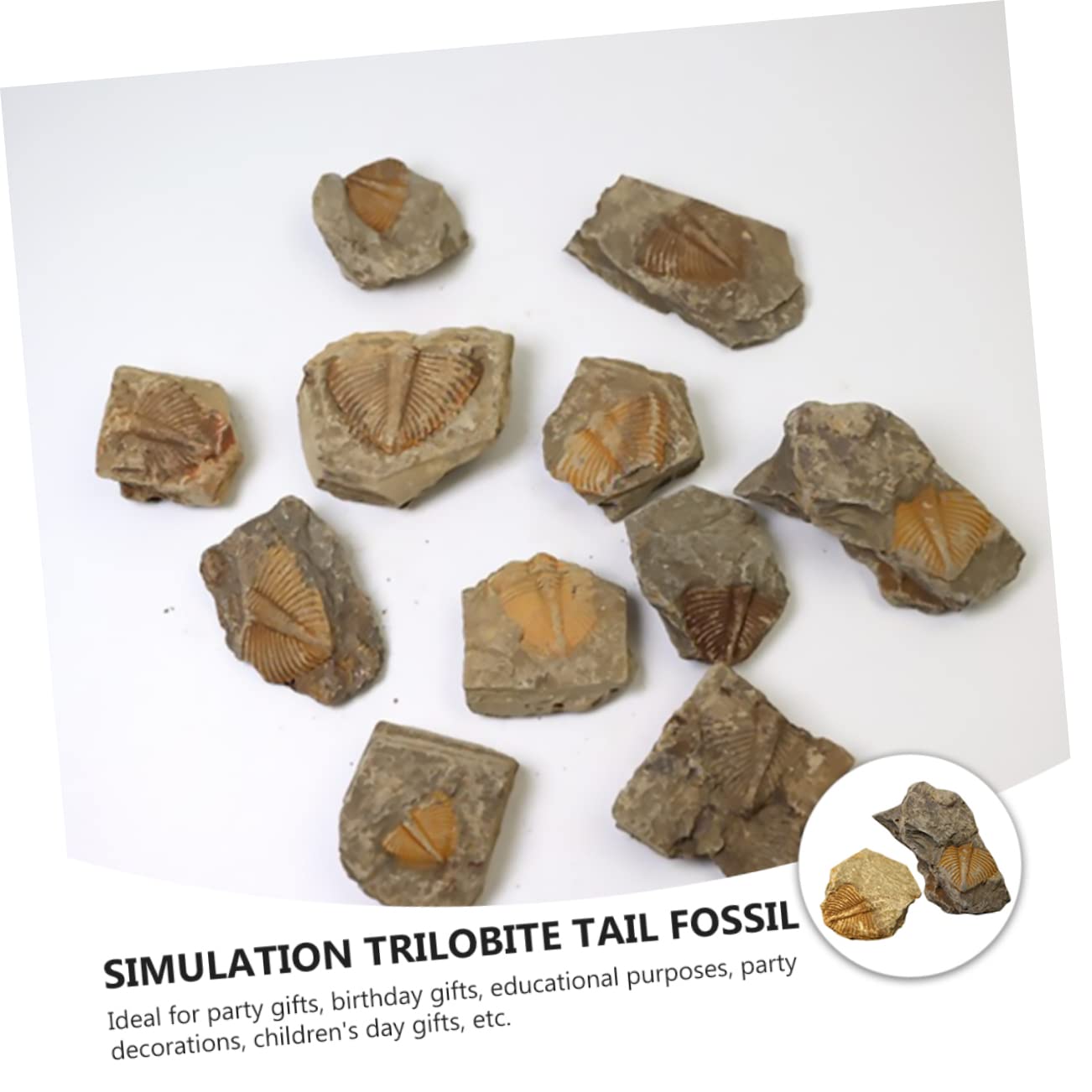 Garneck Campione di Trilobite Naturale 2 Pezzi, Ornamento da Scrivania Educativo per Ragazzo Ragazza, Materiale Didattico Paleontologico per Collezione e Decorazione Casa
