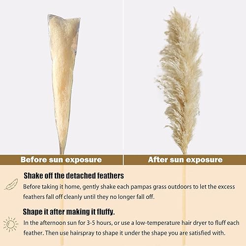 Miniatura 7 de Decoración de hierba de las pampas grande de 46 pulgadas, 12 tallos de hierba natural seca de las pampas a granel, hierba alta de las pampas para