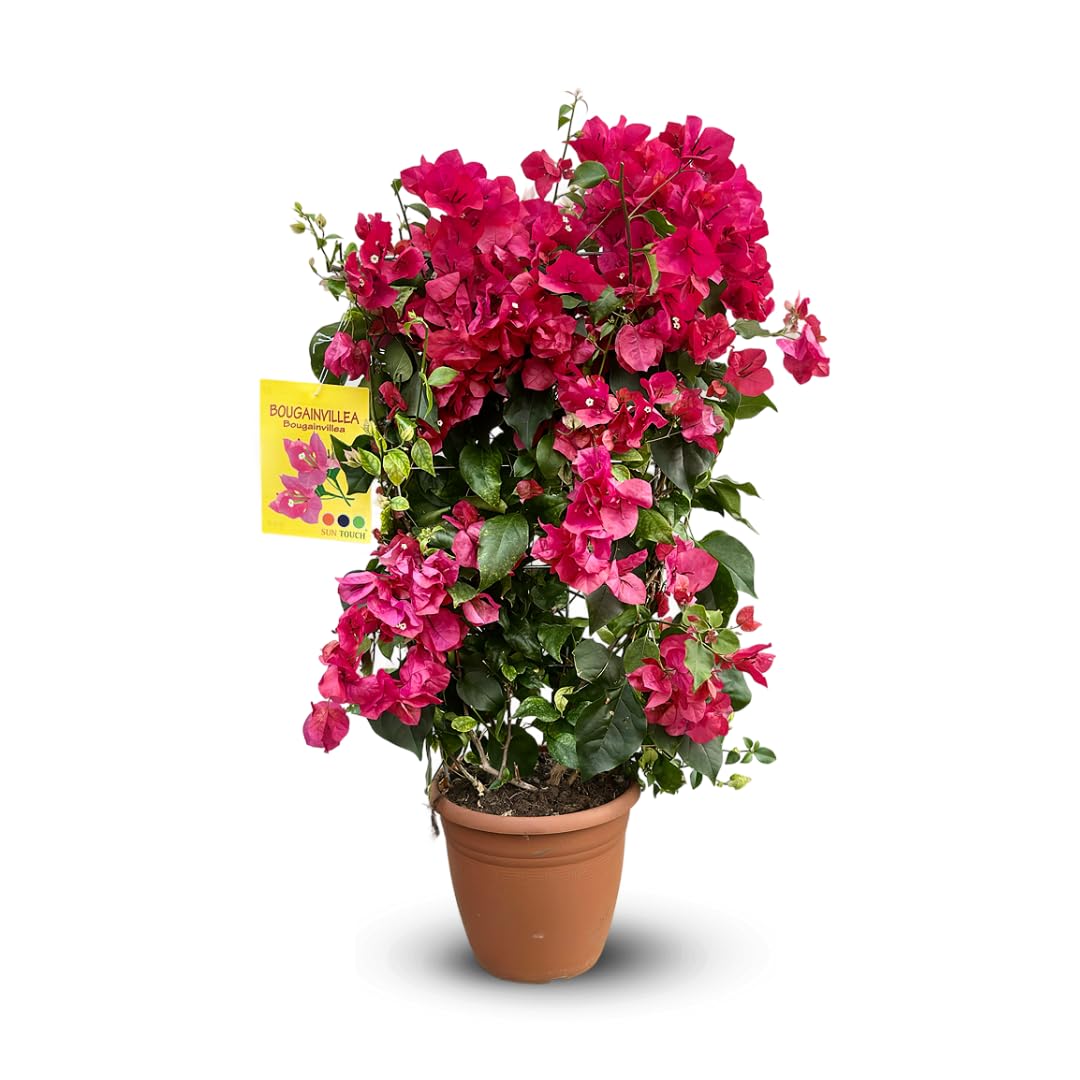 Bougainvillier palissé plante fleurie extérieur fuchsia pot 21cm 80cm