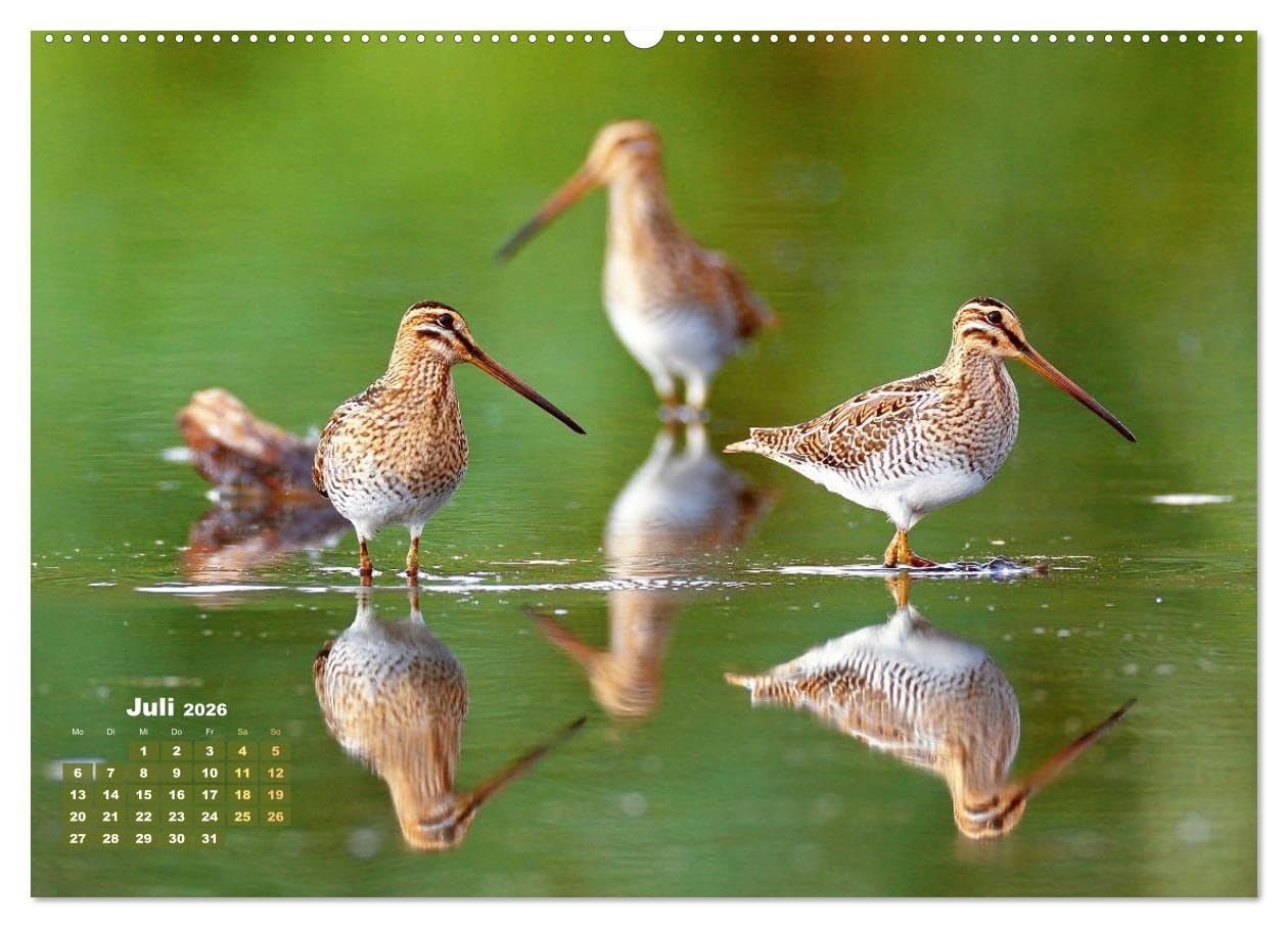 Vögel in unserer Heimat: Kiebitz, Wiedehopf und Turteltaube (hochwertiger Premium Wandkalender 2026 DIN A2 quer), Kunstdruck in Hochglanz: ... Vogelfreundes höher schlagen (CALVENDO Tiere)