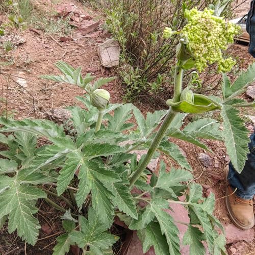 semi di levistico biologico - per balconi da all'aperto estremamente resistenti per il giardino 800pcs