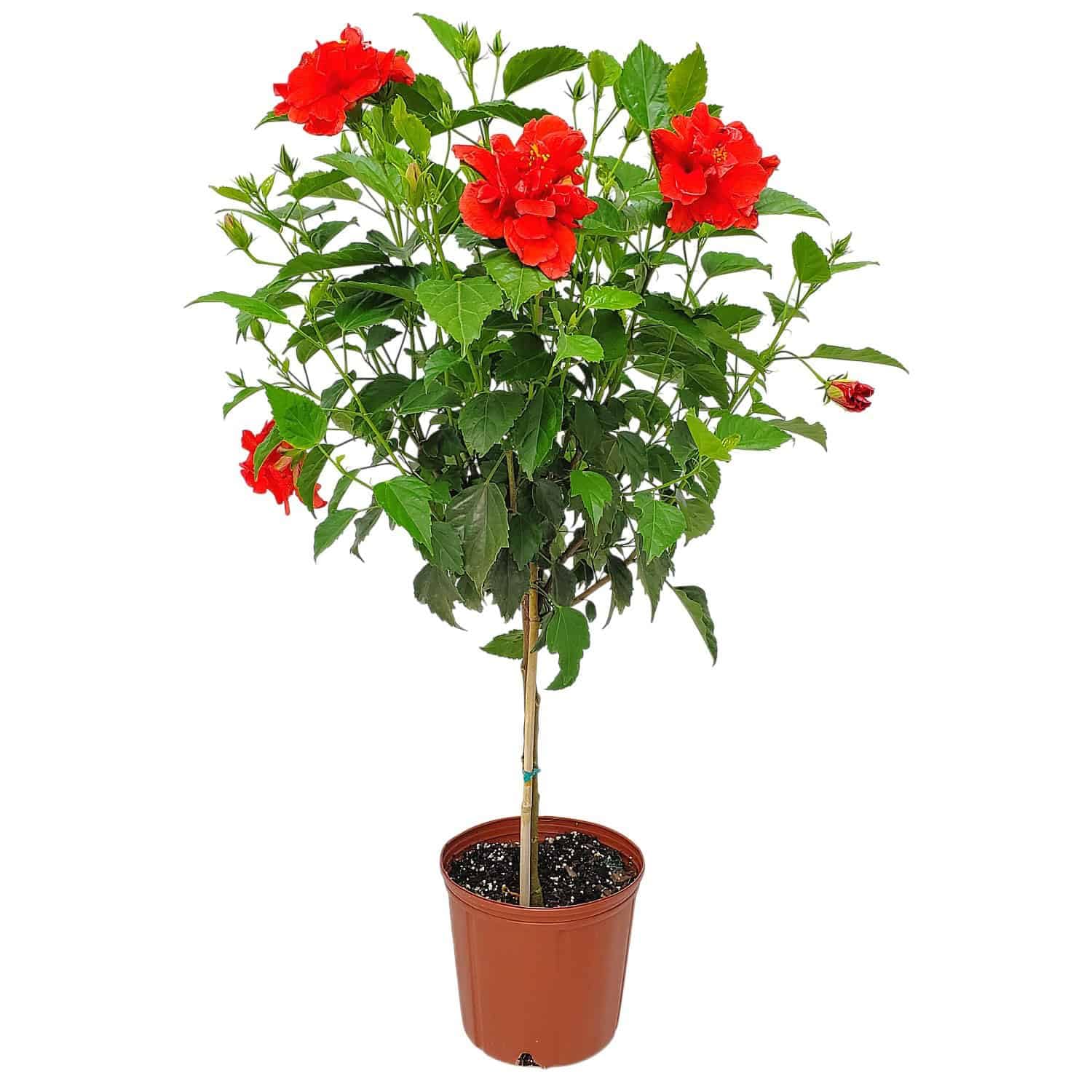 Live Hibiscus Plant - Tropical Flowering Tree - Red Double Flower - Overall Height 38" to 44" - Tropical Plants of Florida (Plant Only)