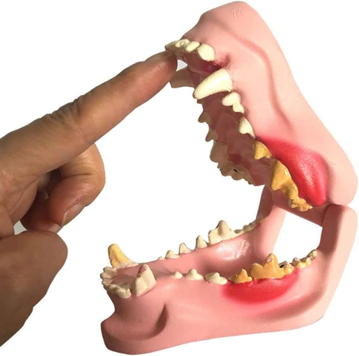 Canine Dental Model Animal Body Anatomy Replica of Dog Jaw W/Common Pathologies Canine Dental Model for Veterinary Office Educational Tool Teaching Aids