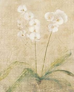 Orchid Cool Poster Print by Cheri Blum 8 x 10