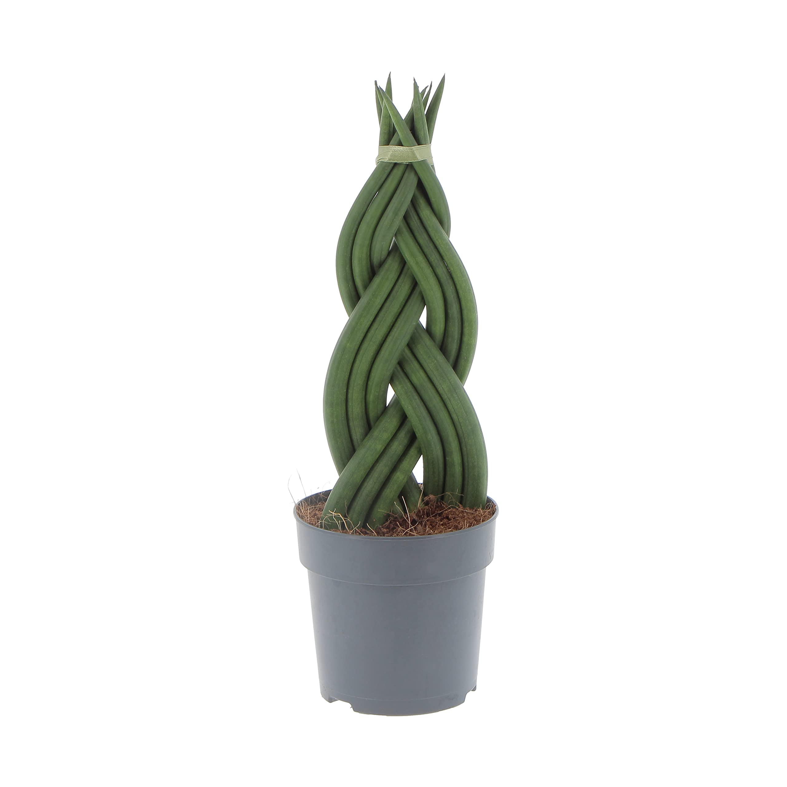  KENTIS Sansevieria Cylindrica Braid - Ideale per Uffici e Case - Purifica l'Aria nei Vestiboli
| KENTIS Sansevieria Cyl