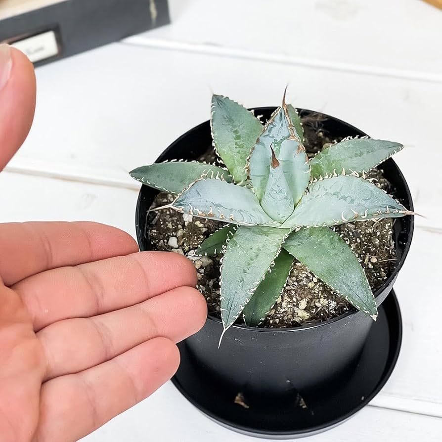 観葉植物：アガベ　チタノタ　ライオンズメーン アガベ チタノタ ライオンズメーン② | hanayoshi-botanical