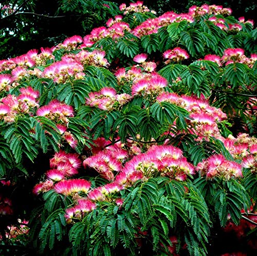 25 Mimosa Tree Seeds Albizia Julibrissin Tree Persian Pink Silk Flower Plant #TOP25