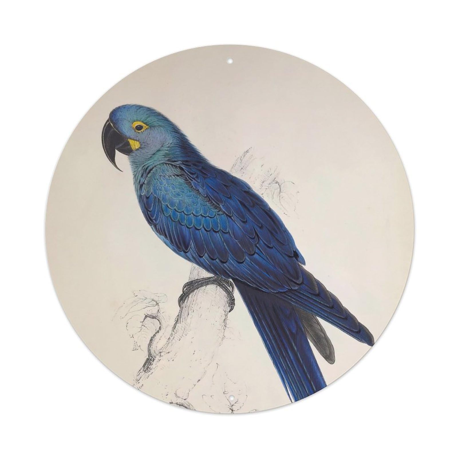 Animal Birds Macaw Vintage Metal Tin Sign Plaque Wall Decor for Cafe, Club Bar, Office, Garden Metal Poster 8x8Inch