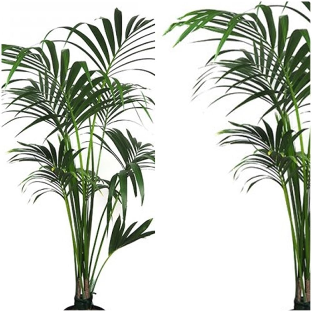 Planta natural Elegante Palmera Kentia. 140-150 cm. Segura Garden. Las palmeras Kentia son espectaculares y mejoran la calidad del aire, creando un ambiente fresco y relajante en el hogar.