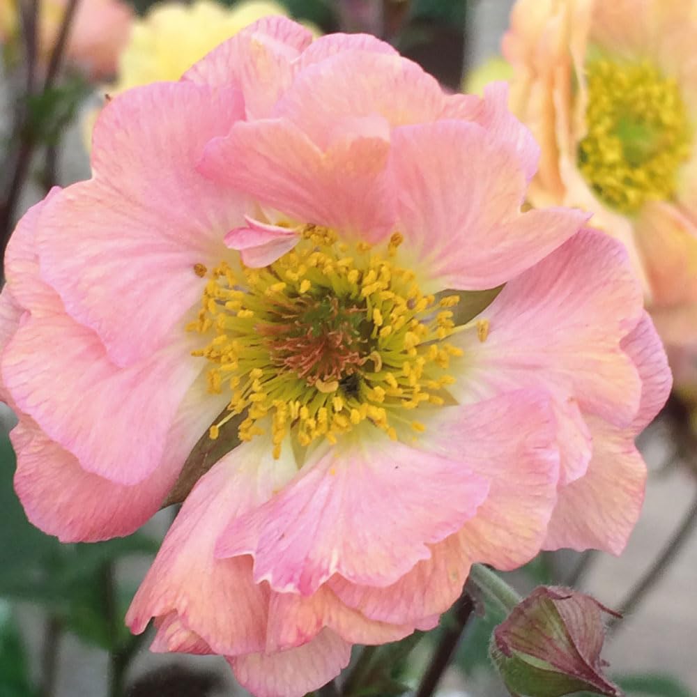 Geum 'Cocktail Mai Tai'. 2L Plant. Avens. Orange double flowers. Available from Bedwen Plants