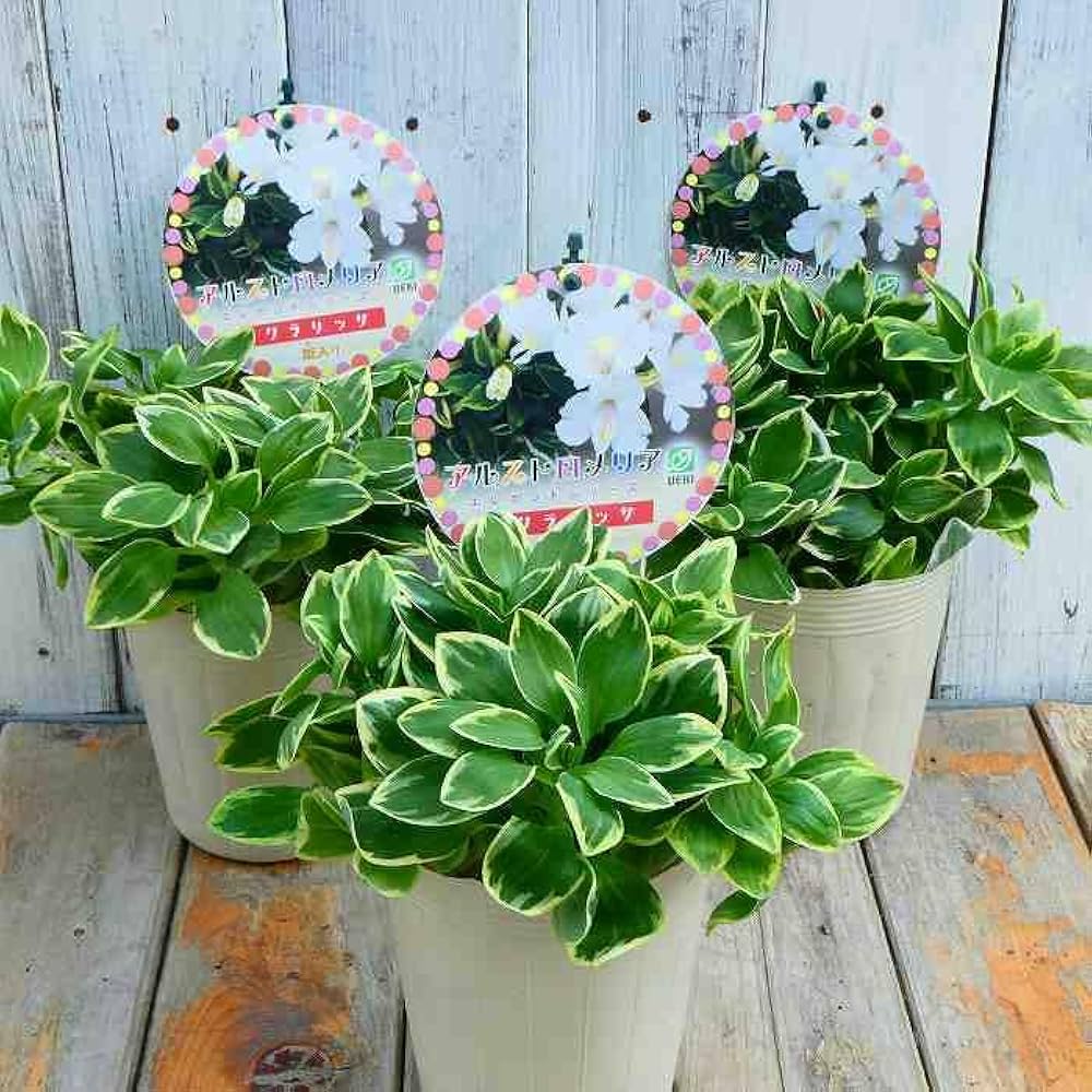 Amazon.co.jp: アルストロメリア 苗 クラリッサ 斑入り 白花 3.5号