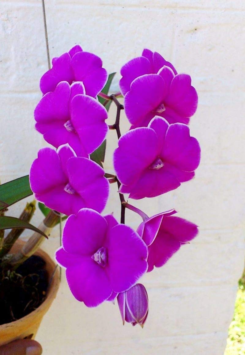 Aiden Gardens Orchid Live Plant Pink Big Lip Dendrobium 1 Healthy Blooming Size Live Plant Including Pot (B093FBBRT5) Amazon Price History, Amazon Price Tracker