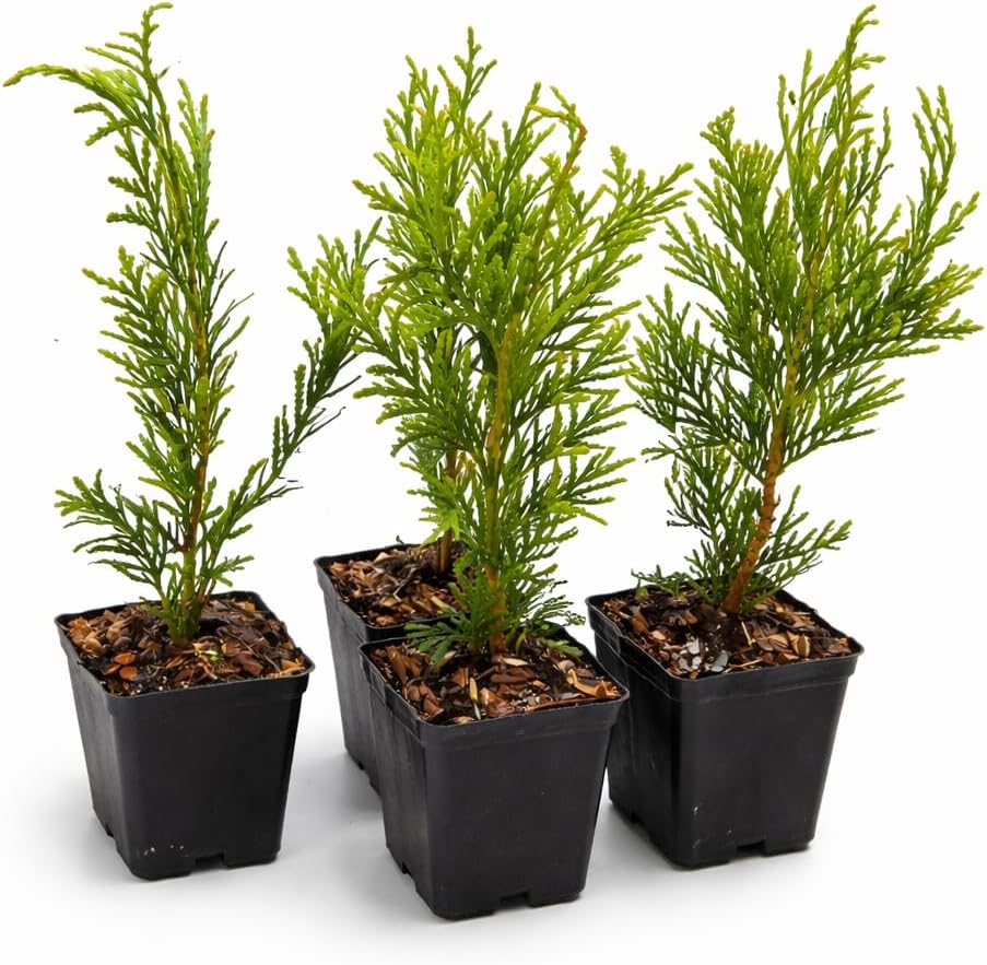 5 Thuja Green Giant Arborvitae Trees/Hedges - 6-12" Tall Live Plants - Fast Growing Privacy Evergreen Shrubs/Bushes - 2.5" Pots - (5 Pack)