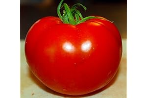 Celebrity Tomato 45 Seeds- Grow Organic, Disease Resistant Tomato Today!