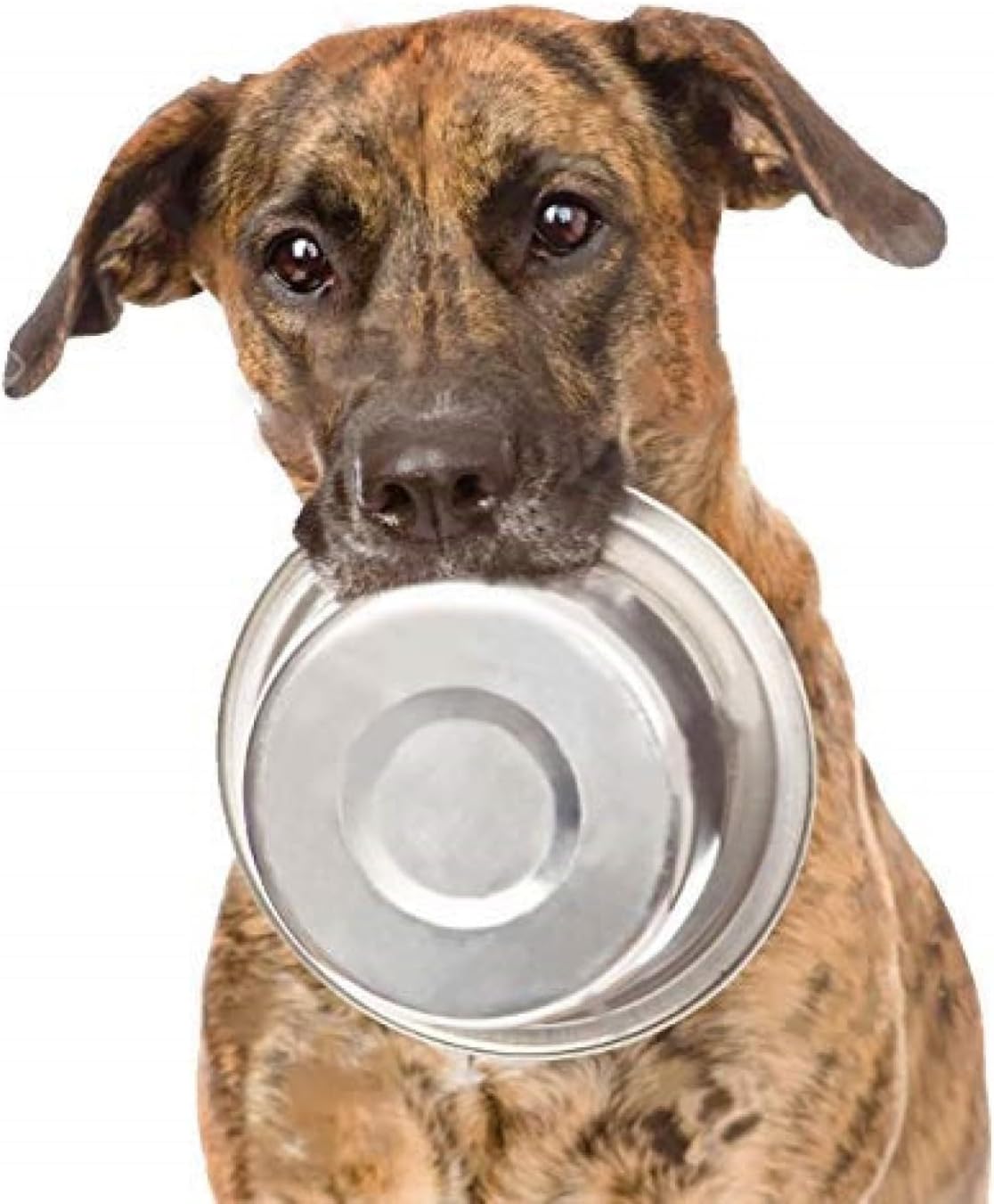 Dog Bowls (4 Pack - 3.8 Cup (.9 Liters))
