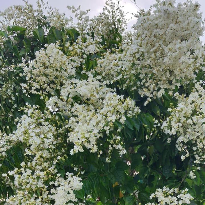 Image of Manimulla Creeper Live Plant or Nagamulla /White Outdoor Flowering Plant /Flowering or Ornamental Live Plant /Beautiful White Creeper Plant | (Porana paniculata) (MANIMULLA FLOWER PLANT)