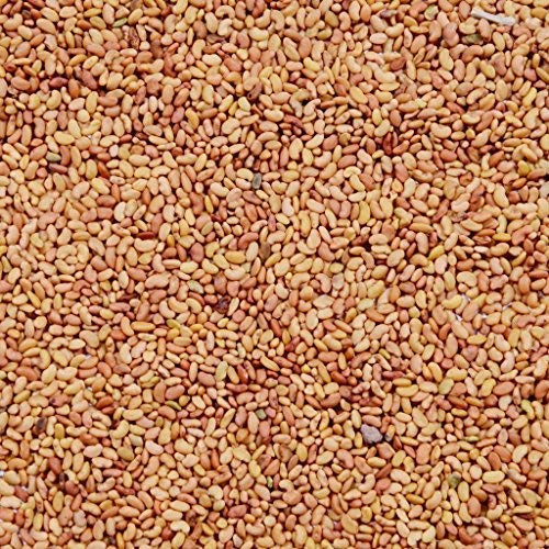 RK Seeds,Grass seeds,Alfalfa seeds, Lucerne seeds, Medicago Sativa seeds,alfa alfa seeds for sprouts,alfa alfa seed,alfa alfa,lucerne seeds,lucerne grass seeds Pack of 2 Kg (B07NYZ1QJN) Amazon Price History, Amazon Price Tracker