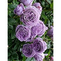 ⭐️ Roseです Siddhi Vinayak Gallary Climbing rose flower Seeds for your Home