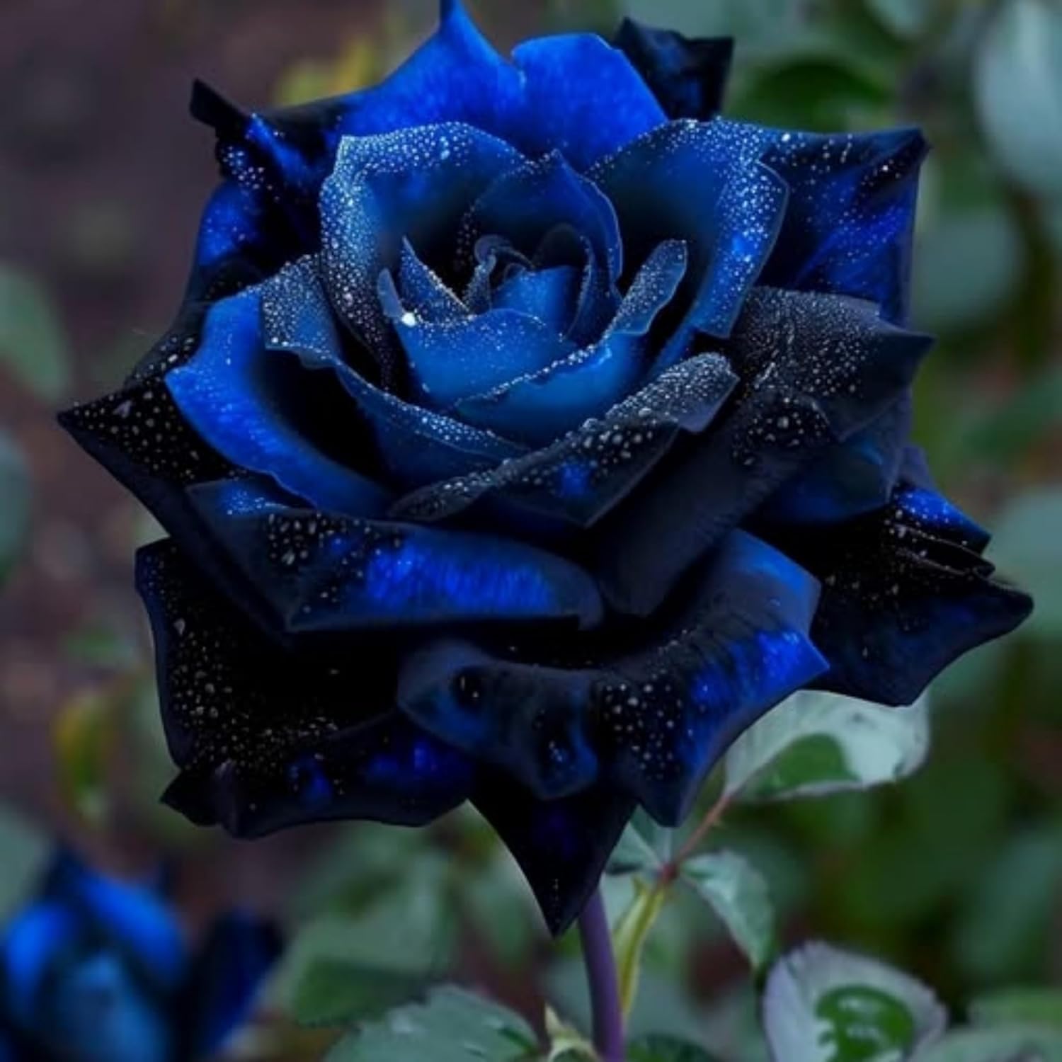 100 Blue Rose Seeds – Rare Hybrid Perennial Shrub for Garden