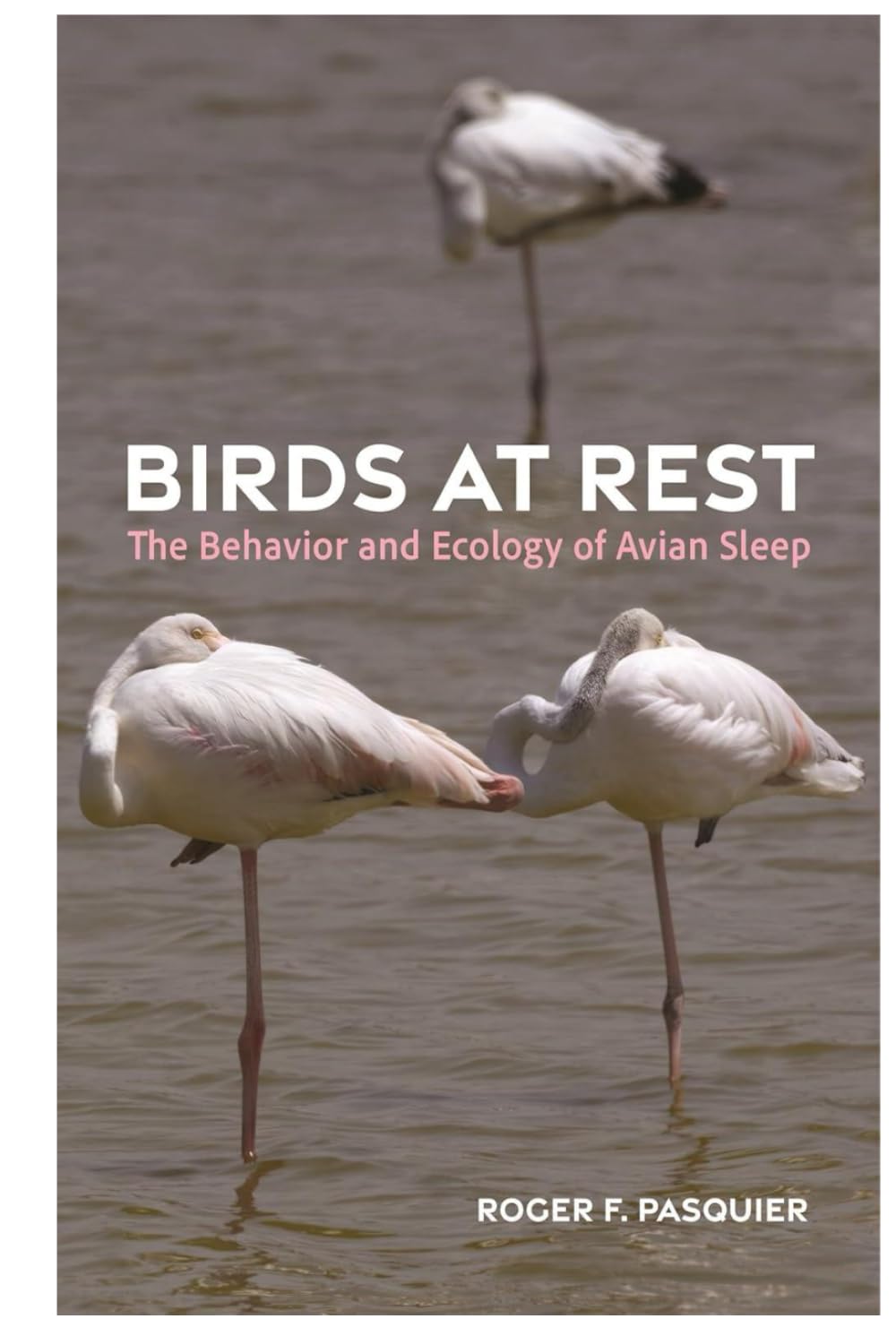 Avian Sleep