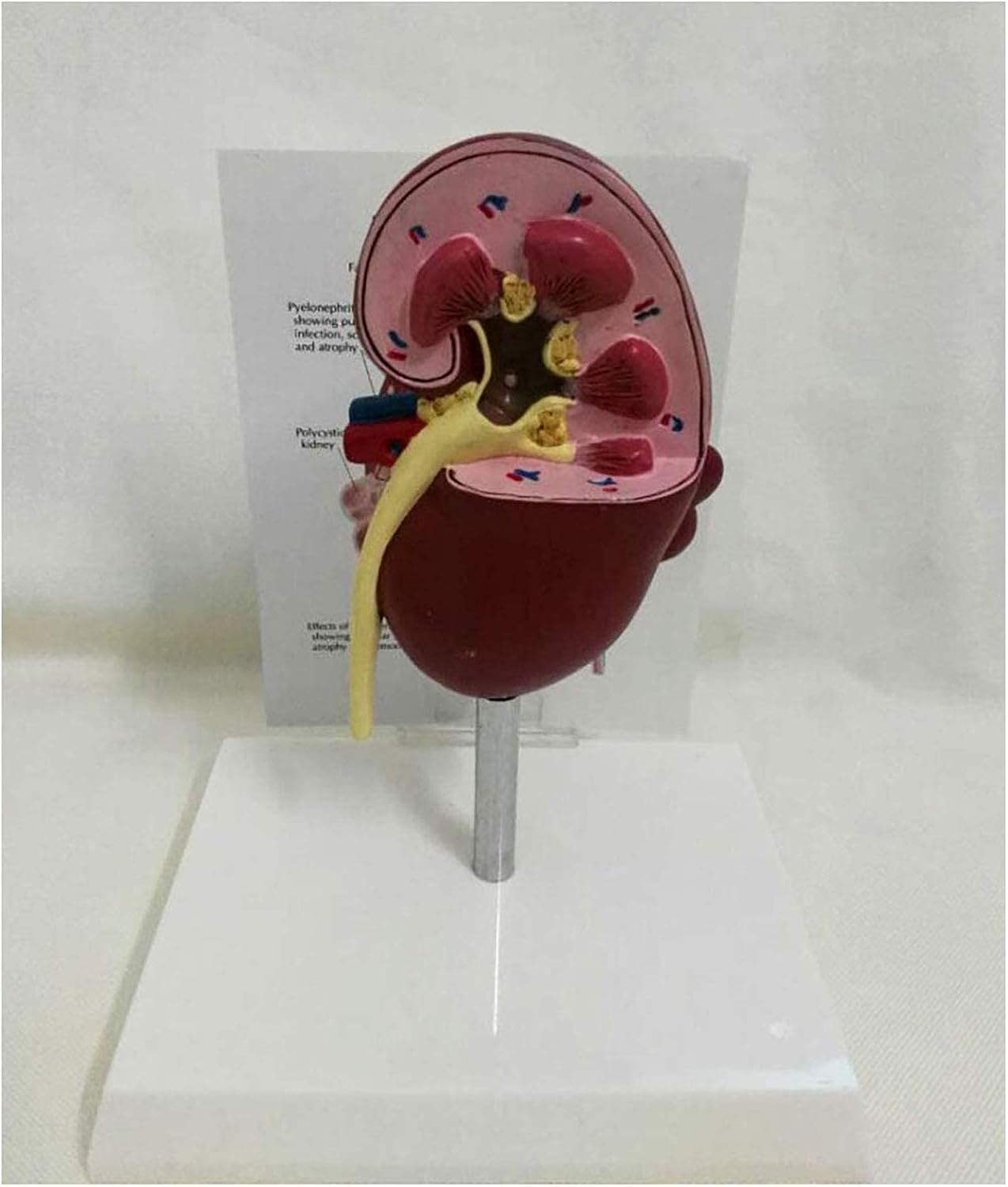 Modelo de anatomía, Modelo anatómico de riñón de Perro - Modelo de ...