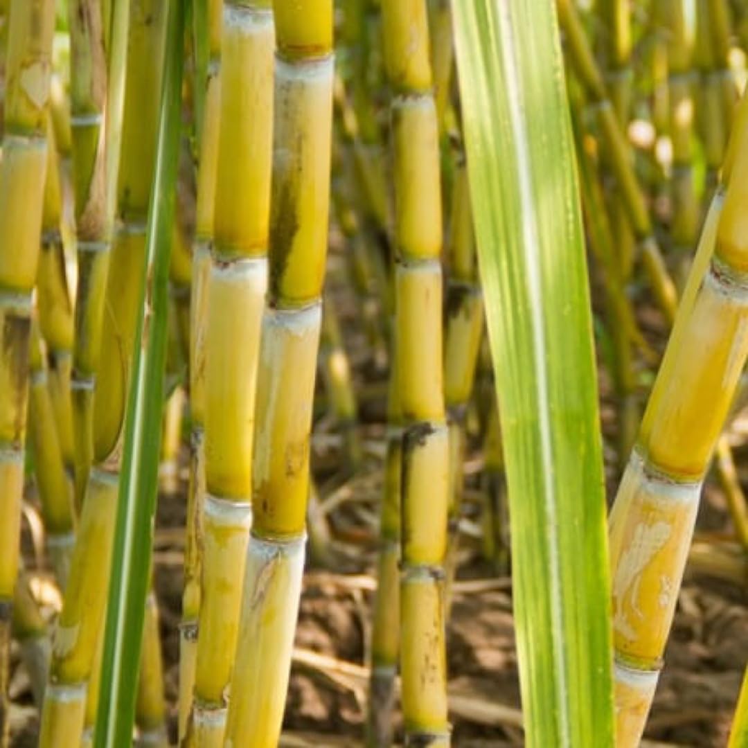See full amazon price history chart for SANJU__ SUGERCANE PLANT | Philipine Black Sugercane Plant | SUGARCANE SEEDLING PLANT | A03 SANJU__ SUGERCANE PLANT | Philipine Black Sugercane Plant | SUGARCANE SEEDLING PLANT | A03 (B0CNLK1CZ2) Amazon Price History, Amazon Price Tracker