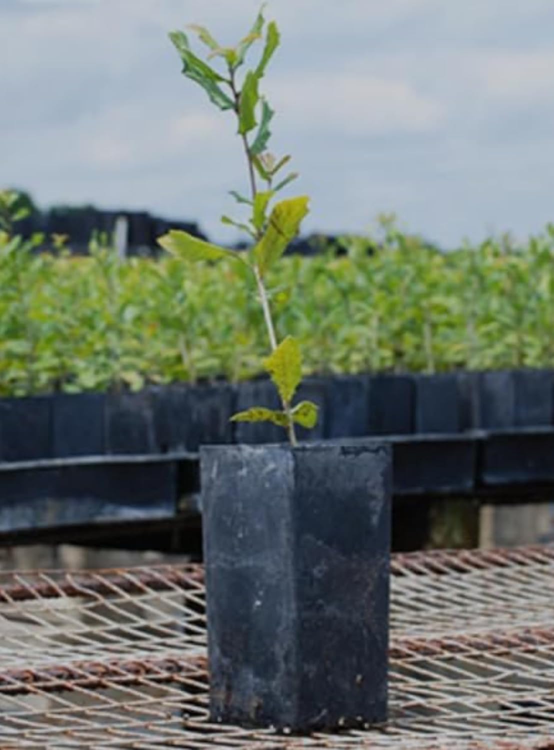Anne Raspberry Plant – Live Yellow Raspberry Bush in 3"x 6" Pot, High-Yield, Sweet & Juicy Golden Berries, Ideal for Home Gardens, Easy to Grow – Prized Prunus Rubus Cultivar