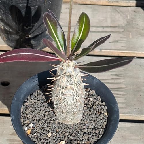 ���Y������ �p�L�|�f�B�E�� �O���L���X Pachypodium rosulatum var. gracilius (�Ǘ��ԍ�P6)