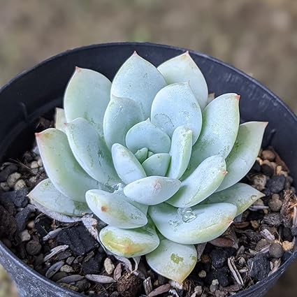 Amazon Co Jp デルル 7 5cmポット エケベリア Echeveria 福岡県産 多肉植物 多肉 観葉植物 インテリアグリーン 寄せ植えに 本 ホーム キッチン