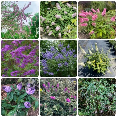 Semillas de mariposa lila, Buddleja lindleyana, plantas para lugares soleados Buddleia, arbustos en flor resistentes, Las plantas del jardín de rocas son resistentes semillas de 500pcs