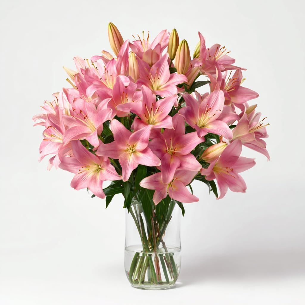 GlobalRose 20 Pink Asiatic Lilies – Responsibly Sourced Lily Flowers – Hand-Picked Flowers Fresh Bouquet for Graduation, Anniversary, Birthday & Special Occasions
