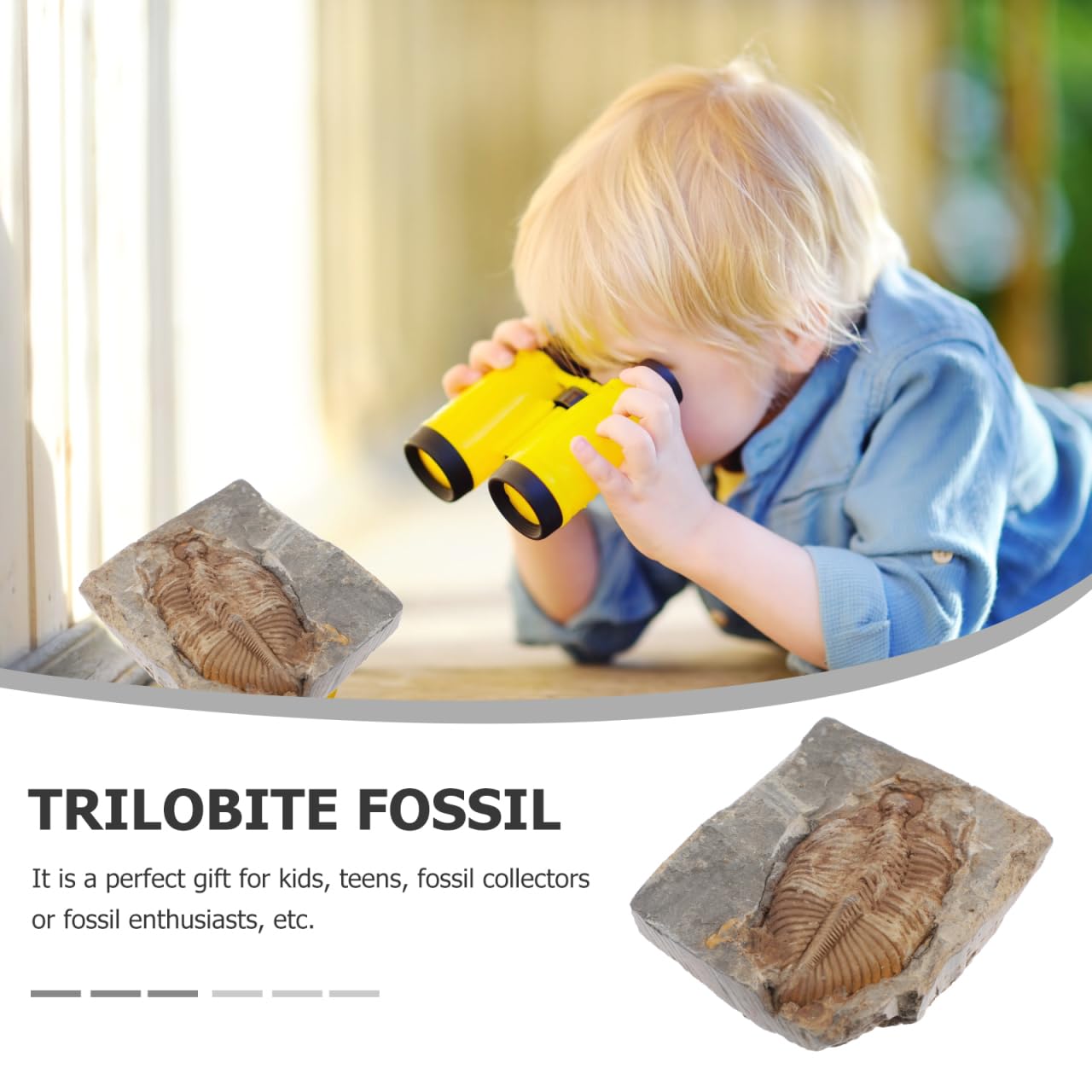 VALICLUD Trilobites naturels - Pierre fossile originale - Véritable pour la collection, l'enseignement et la décoration - Durable et fidèle aux détails pour les projets de biologie géologique