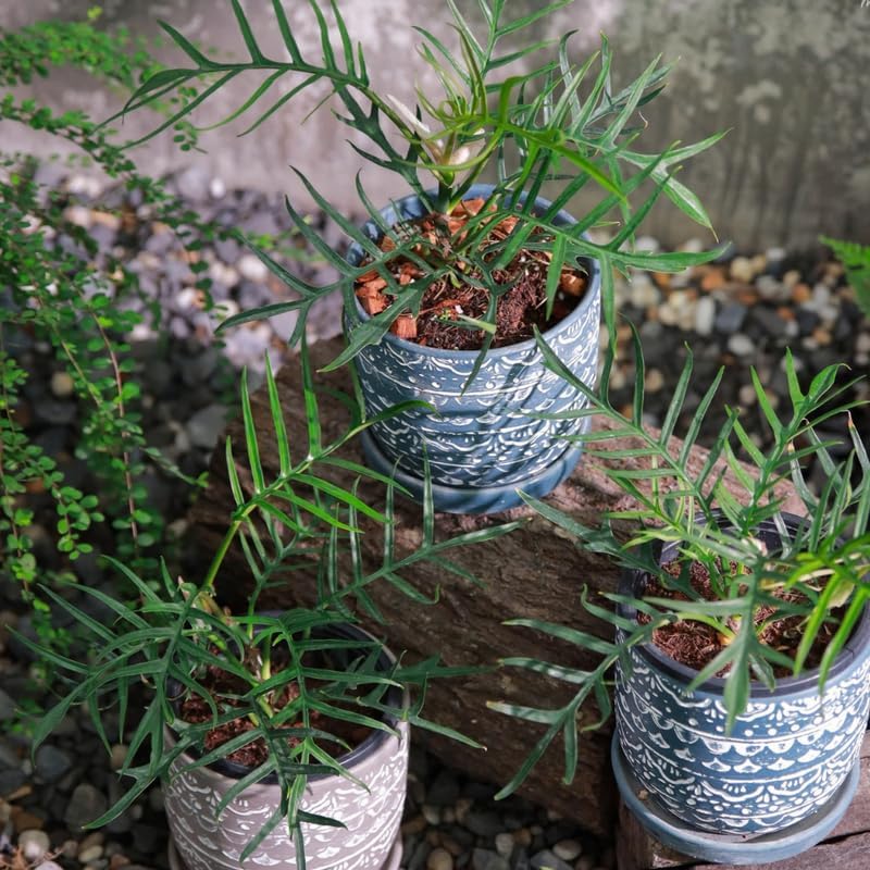 Miniatura 3 de Planta de Tortum Philodendron viva, planta de interior rara tropical variegada, plantas de inicio sin maceta, 12.7-22.9 cm de altura