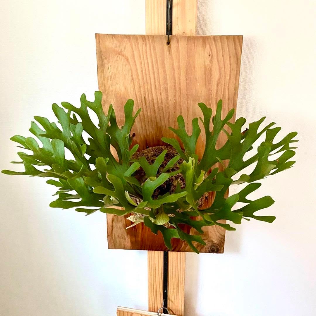 P.ridleyi wild_リドレイ板付◇ビカクシダ／コウモリラン P.ridleyi