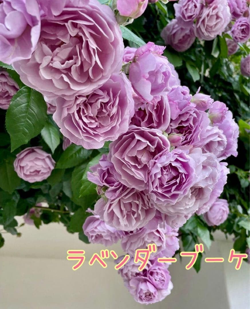 ＊えーさん様確認用＊バラ苗　ばら苗　紫色のバラ　挿し木苗 Amazon.co.jp: バラ苗 挿し木苗 ラベンダーブーケ E 強健 紫バラ : ホビー
