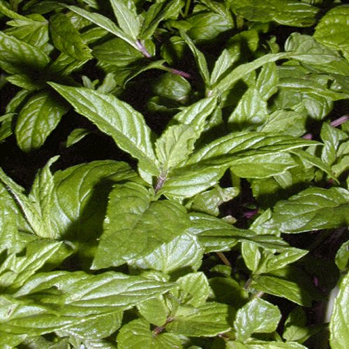 Mint Plant for sale in UK 62 secondhand Mint Plants