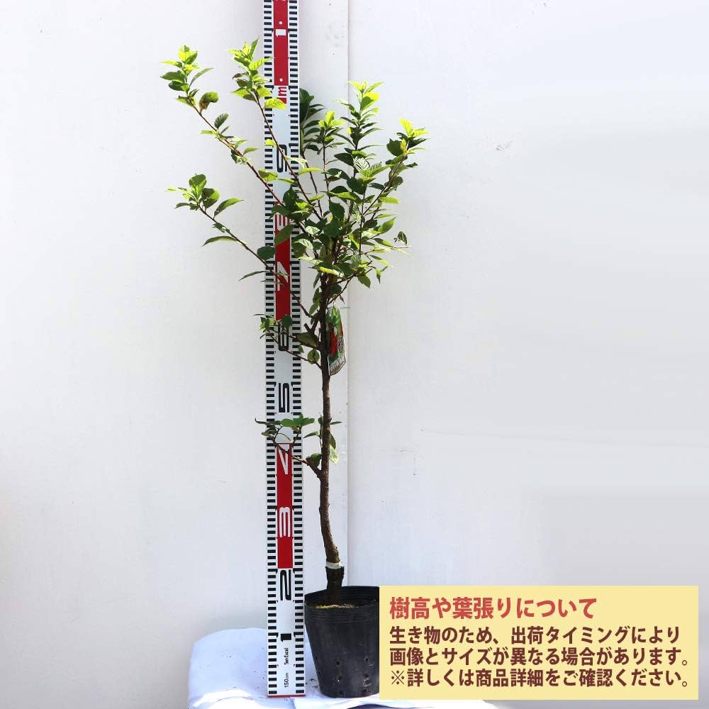 ユスラウメ　　6.0号　接木苗 Amazon.co.jp: ユスラウメの苗木 赤実【品種で選べる果樹苗木 2